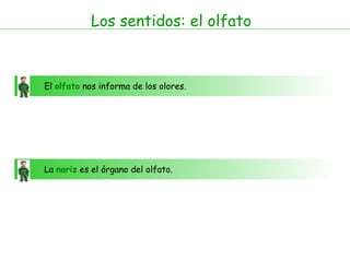 Los sentidos: el olfato
El olfato nos informa de los olores.
La nariz es el órgano del olfato.
 