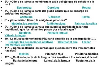 • 6ª.- ¿Cómo se llama la membrana o capa del ojo que es sensible a la
luz?
• Esclerótica Coroides Retina
• 7ª.- ¿Cómo se llama la parte del globo ocular que se encarga de
enfocar los objetos?
• Cristalino Coroides Fóvea
• 8ª.- ¿Qué misión tienen la amígdalas palatinas?
• Modular los sonidos Antiinfecciosa Fabricar la saliva
• 9ª.- ¿Cómo se llama la válvula que cubre la entrada de la laringe
impidiendo que los alimentos pasen por ella al tragar?
• Epiglotis Folículo lingual
Válvula laríngea
• 10.- La mucosa denominada Pituitaria amarilla es la encargada de ......
• Recoger las sensaciones olfativas Calentar el aire Frenar
los objetos extraños
• 11ª.- ¿Cómo se llaman los surcos que quedan entre los tres cornetes
nasales?
• Meatos Pituitaria roja Pituitaria amarilla
• 12ª.- ¿Cuál es la parte de la lengua más sensible a los sabores dulces?
• Punta de la lengua Lateral de la lengua Posterior de la
lengua
 