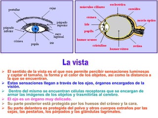 El sentido de la vista es el que nos permite percibir sensaciones luminosas y captar el tamaño, la forma y el color de los objetos, así como la distancia a la que se encuentran.   Estas sensaciones llegan a través de los ojos, órganos encargados de la visión. Dentro del mismo se encuentran células receptoras que se encargan de armar las imágenes de los objetos y trasmitirlas al cerebro.   El ojo es un órgano muy delicado.   Su parte posterior está protegida por los huesos del cráneo y la cara.   Su parte delantera es protegida del polvo y otros cuerpos extraños por las cejas, las pestañas, los párpados y las glándulas lagrimales.   La vista 