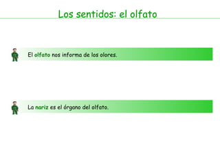 Los sentidos: el olfato El  olfato  nos informa de los olores. La  nariz  es el órgano del olfato.  