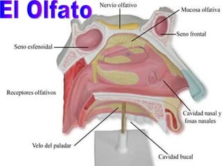 El Olfato 