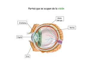 Cristalino Partes que se ocupan de la  visión Pupila Iris Retina Globo del ojo 