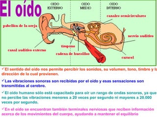 El sentido del oído nos permite percibir los sonidos, su volumen, tono, timbre y la
dirección de la cual provienen.
Las vibraciones sonoras son recibidas por el oído y esas sensaciones son
transmitidas al cerebro.
El oído humano sólo está capacitado para oír un rango de ondas sonoras, ya que
no percibe las vibraciones menores a 20 veces por segundo ni mayores a 20.000
veces por segundo.
En el oído se encuentran también terminales nerviosas que reciben información
acerca de los movimientos del cuerpo, ayudando a mantener el equilibrio
 