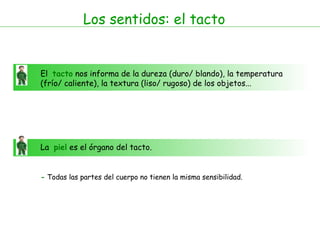 Los sentidos: el tacto
El tacto nos informa de la dureza (duro/ blando), la temperatura
(frío/ caliente), la textura (liso/ rugoso) de los objetos...
La piel es el órgano del tacto.
- Todas las partes del cuerpo no tienen la misma sensibilidad.
 
