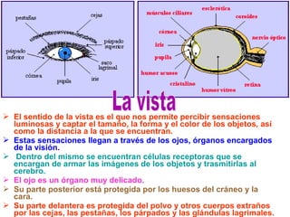  El sentido de la vista es el que nos permite percibir sensaciones
luminosas y captar el tamaño, la forma y el color de los objetos, así
como la distancia a la que se encuentran.
 Estas sensaciones llegan a través de los ojos, órganos encargados
de la visión.
 Dentro del mismo se encuentran células receptoras que se
encargan de armar las imágenes de los objetos y trasmitirlas al
cerebro.
 El ojo es un órgano muy delicado.
 Su parte posterior está protegida por los huesos del cráneo y la
cara.
 Su parte delantera es protegida del polvo y otros cuerpos extraños
por las cejas, las pestañas, los párpados y las glándulas lagrimales.
 
