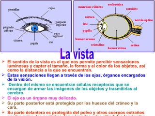  El sentido de la vista es el que nos permite percibir sensaciones
luminosas y captar el tamaño, la forma y el color de los objetos, así
como la distancia a la que se encuentran.
 Estas sensaciones llegan a través de los ojos, órganos encargados
de la visión.
 Dentro del mismo se encuentran células receptoras que se
encargan de armar las imágenes de los objetos y trasmitirlas al
cerebro.
 El ojo es un órgano muy delicado.
 Su parte posterior está protegida por los huesos del cráneo y la
cara.
 Su parte delantera es protegida del polvo y otros cuerpos extraños
 