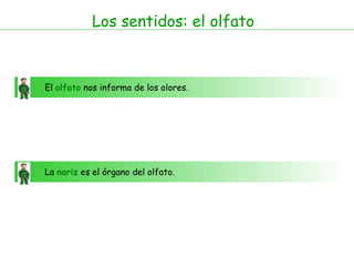 Los sentidos: el olfato
El olfato nos informa de los olores.
La nariz es el órgano del olfato.
 