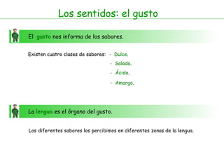 El gusto nos informa de los sabores.
Los sentidos: el gusto
Existen cuatro clases de sabores: - Dulce.
- Salado.
- Ácido.
- Amargo.
La lengua es el órgano del gusto.
Los diferentes sabores los percibimos en diferentes zonas de la lengua.
 