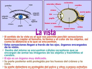El sentido de la vista es el que nos permite percibir sensaciones
luminosas y captar el tamaño, la forma y el color de los objetos, así
como la distancia a la que se encuentran.
Estas sensaciones llegan a través de los ojos, órganos encargados
de la visión.
 Dentro del mismo se encuentran células receptoras que se
encargan de armar las imágenes de los objetos y trasmitirlas al
cerebro.
El ojo es un órgano muy delicado.
Su parte posterior está protegida por los huesos del cráneo y la
cara.
Su parte delantera es protegida del polvo y otros cuerpos extraños
 