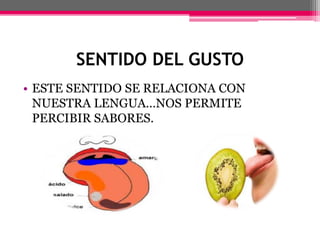 SENTIDO DEL GUSTO
• ESTE SENTIDO SE RELACIONA CON
NUESTRA LENGUA…NOS PERMITE
PERCIBIR SABORES.
 