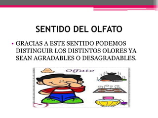 SENTIDO DEL OLFATO
• GRACIAS A ESTE SENTIDO PODEMOS
DISTINGUIR LOS DISTINTOS OLORES YA
SEAN AGRADABLES O DESAGRADABLES.
 