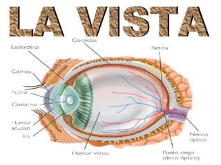 LA VISTA