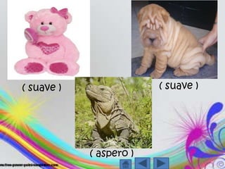 `( suave ) ( suave )( aspero )