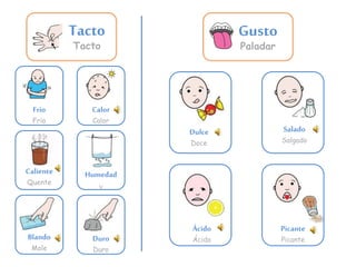 Gusto 
Paladar 
Dulce 
Doce 
Salado 
Salgado 
Ácido 
Ácido 
Picante 
Picante 
Tacto 
Tacto 
Calor 
Calor 
Humedad 
v 
Frío 
Frio 
Caliente 
Quente 
Blando 
Mole 
Duro 
Duro 
