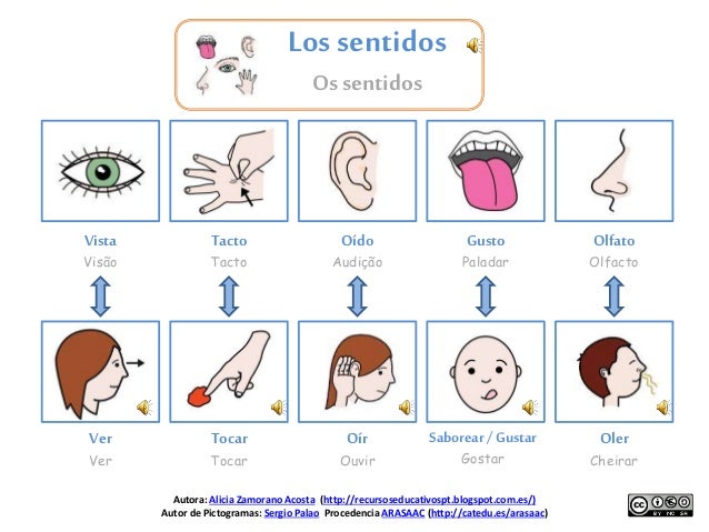 los sentidos2 los sentidos los sentidos2 los sentidos