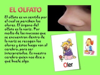El olfato es un sentido por
el cual se perciben los
olores. El órgano del
olfato es la nariz. Por
medio de las mucosas que
se encuentran dentro de
la nariz se recogen los
olores y éstos luego van al
cerebro, para ser
interpretados. Es nuestro
cerebro quien nos dice a
qué huele algo.
 