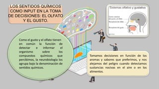 LOS SENTIDOS QUÍMICOS
COMO INPUT EN LA TOMA
DE DECISIONES: EL OLFATO
Y EL GUSTO.
Como el gusto y el olfato tienen
en común
detectar
organismo
compuestos
la función de
e informar el
sobre los
químicos que
percibimos, la neurobiología los
agrupa bajo la denominación de
sentidos químicos.
Tomamos decisiones en función de los
aromas y sabores que preferimos, y nos
alejamos del peligro cuando detectamos
sustancias nocivas en el aire o en los
alimentos.
 