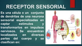 RECEPTOR SENSORIAL
Es una célula o un conjunto
de dendritas de una neurona
sensorial especializadas en
captar estímulos y
transformarlos en impulsos
nerviosos. Se encuentran
localizados en diversas
partes del cuerpo y se
clasifican en:
 