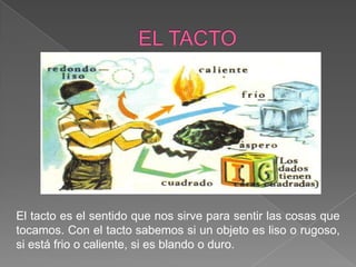 El tacto es el sentido que nos sirve para sentir las cosas que
tocamos. Con el tacto sabemos si un objeto es liso o rugoso,
si está frio o caliente, si es blando o duro.
 