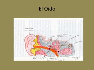 El Oido