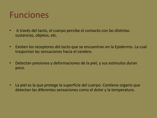 Funciones A través del tacto, el cuerpo percibe el contacto con las distintas sustancias, objetos, etc.Existen los receptores del tacto que se encuentran en la Epidermis. La cual trasportan las sensaciones hacia el cerebro. Detectan presiones y deformaciones de la piel, y sus estímulos duran poco. La piel es la que protege la superficie del cuerpo. Contiene organis que detectan las diferentes sensaciones como el dolor y la temperatura. 