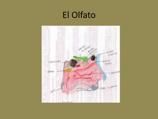 El Olfato