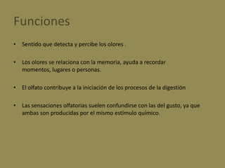 FuncionesSentido que detecta y percibe los olores .Los olores se relaciona con la memoria, ayuda a recordar momentos, lugares o personas. El olfato contribuye a la iniciación de los procesos de la digestiónLas sensaciones olfatorias suelen confundirse con las del gusto, ya que ambas son producidas por el mismo estímulo químico.