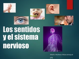 Los sentidos
Mario Mateos Mascaraque
6ºB
y el sistema
nervioso
 