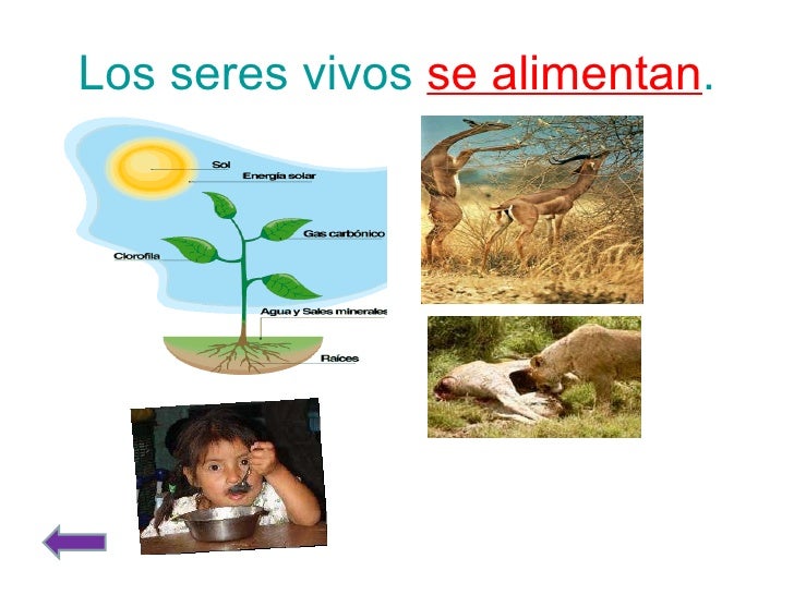 Los Seres Vivos