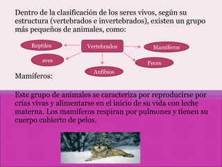 Dentro de la clasificación de los seres vivos, según su estructura (vertebrados e invertebrados), existen un grupo más pequeños de animales, como: Mamíferos: Este grupo de animales se caracteriza por reproducirse por crías vivas y alimentarse en el inicio de su vida con leche materna. Los mamíferos respiran por pulmones y tienen su cuerpo cubierto de pelos. Vertebrados Reptiles aves Anfibios Mamíferos Peces 