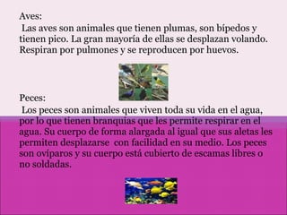 Aves: Las aves son animales que tienen plumas, son bípedos y tienen pico. La gran mayoría de ellas se desplazan volando. Respiran por pulmones y se reproducen por huevos. Peces: Los peces son animales que viven toda su vida en el agua, por lo que tienen branquias que les permite respirar en el agua. Su cuerpo de forma alargada al igual que sus aletas les permiten desplazarse  con facilidad en su medio. Los peces son ovíparos y su cuerpo está cubierto de escamas libres o no soldadas. 
