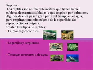 Reptiles: Los reptiles son animales terrestres que tienen la piel cubierta de escamas soldadas  y que respiran por pulmones. Algunos de ellos pasan gran parte del tiempo en el agua, pero respiran tomando oxígeno de la superficie. Su reproducción es ovípara. Existen tres tipos de reptiles: Caimanes y cocodrilos Lagartijas y serpientes Tortugas terrestres y de agua. 
