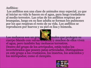 Anfibios: Los anfibios son una clase de animales muy especial, ya que al iniciar su vida lo hacen en el agua, para luego trasladarse al medio terrestre. Las crías de los anfibios respiran por branquias, luego en su fase adulta se forman los pulmones por los que respiran el resto de su vida. Los anfibios se reproducen por huevos y su piel es lisa y húmeda. Los moluscos son un grupo de animales que protegen su cuerpo blando con valvas (concha) y muchos de ellos viven el agua, pero también hay moluscos terrestres. Dentro del grupo de los artrópodos, están todos los invertebrados que poseen patas articuladas. Distinguimos en este grupo a los crustáceos, los insectos, los arácnidos y los miriópodos; como el ciempiés. 
