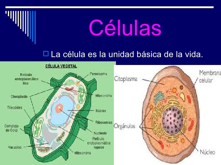 Estructura Celular De Los Seres Vivos