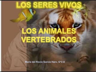 María del Rocío García Haro. Gº2-A LOS SERES VIVOS LOS ANIMALES  VERTEBRADOS  