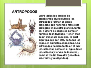 ARTRÓPODOSEntre todos los grupos de organismos pluricelulares los artrópodos forman el grupo biológico que ha tenido más éxito biológico en nuestro planeta, tanto en  número de especies como en número de individuos. Tienen más de un millón de especies, lo cual significa que son 80% de todas las especies animales conocidas. Los artrópodos habitan tanto en el mar (crustáceos), como en el agua dulce (crustáceos y larvas de insectos), como el medio terrestre (insectos, arácnidos y miriápodos).