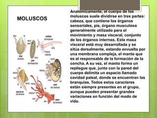 Anatómicamente, el cuerpo de los moluscos suele dividirse en tres partes: cabeza, que contiene los órganos sensoriales, pie, órgano musculoso generalmente utilizado para el movimiento y masa visceral, conjunto de los órganos internos. Esta masa visceral está muy desarrollada y se sitúa dorsalmente, estando envuelta por una membrana compleja, el manto que es el responsable de la formación de la concha. A su vez, el manto forma un repliegue que, junto con la pared del cuerpo delimita un espacio llamado cavidad paleal, donde se encuentran las branquias. Todos estos caracteres están siempre presentes en el grupo, aunque pueden presentar grandes variaciones en función del modo de vida.MOLUSCOS