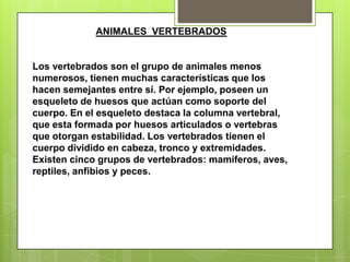 ANIMALES  VERTEBRADOSLos vertebrados son el grupo de animales menos numerosos, tienen muchas características que los hacen semejantes entre sí. Por ejemplo, poseen un esqueleto de huesos que actúan como soporte del cuerpo. En el esqueleto destaca la columna vertebral, que esta formada por huesos articulados o vertebras que otorgan estabilidad. Los vertebrados tienen el cuerpo dividido en cabeza, tronco y extremidades.Existen cinco grupos de vertebrados: mamíferos, aves, reptiles, anfibios y peces.