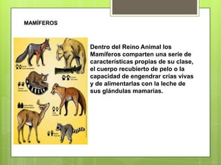 MAMÍFEROSDentro del Reino Animal los Mamíferos comparten una serie de características propias de su clase, el cuerpo recubierto de pelo o la capacidad de engendrar crías vivas y de alimentarlas con la leche de sus glándulas mamarias.