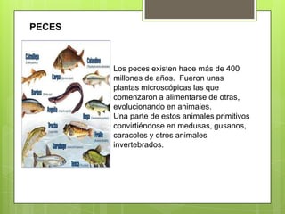 PECESLos peces existen hace más de 400 millones de años.  Fueron unas plantas microscópicas las que comenzaron a alimentarse de otras, evolucionando en animales.Una parte de estos animales primitivos convirtiéndose en medusas, gusanos, caracoles y otros animales invertebrados. 