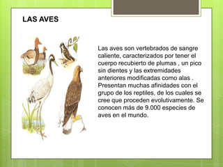 LAS AVESLas aves son vertebrados de sangre caliente, caracterizados por tener el cuerpo recubierto de plumas , un pico sin dientes y las extremidades anteriores modificadas como alas . Presentan muchas afinidades con el grupo de los reptiles, de los cuales se cree que proceden evolutivamente. Se conocen más de 9.000 especies de aves en el mundo.