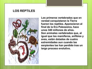 LOS REPTILESLos primeros vertebrados que en verdad conquistaron la Tierra fueron los reptiles. Aparecieron al final de la Era Paleozoica, hace unos 340 millones de años.Son animales vertebrados que, al igual que los mamíferos, anfibios y aves, están dotados de cuatro extremidades aun cuando las serpientes las han perdido tras un largo proceso evolutivo. 