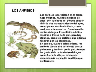 LOS ANFIBIOSLos anfibios  aparecieron en la Tierra hace muchos, muchos millones de años, son llamados así porque pueden vivir de dos maneras: dentro del agua, como peces, o sobre la tierra, como cualquiera de nosotros. Cuando están dentro del agua, los anfibios adultos respiran a través de la piel, pero hay algunos, como los ajolotes, que además respiran por las branquias.En cambio, cuando salen a tierra, los anfibios toman aire por medio de sus pulmones y también por la piel. Aunque les gusta vivir tanto dentro del agua como fuera de ella, su existencia depende más del medio acuático que del terrestre.