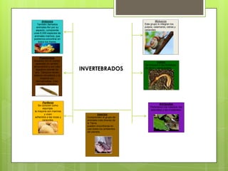 INVERTEBRADOS
