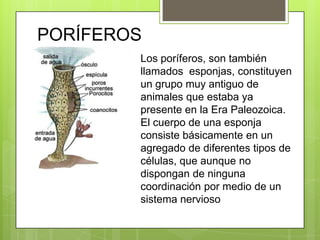 PORÍFEROSLos poríferos, son también llamados  esponjas, constituyen un grupo muy antiguo de animales que estaba ya presente en la Era Paleozoica. El cuerpo de una esponja consiste básicamente en un agregado de diferentes tipos de células, que aunque no dispongan de ninguna coordinación por medio de un sistema nervioso 
