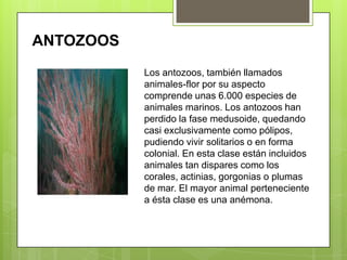 ANTOZOOSLos antozoos, también llamados animales-flor por su aspecto comprende unas 6.000 especies de animales marinos. Los antozoos han perdido la fase medusoide, quedando casi exclusivamente como pólipos, pudiendo vivir solitarios o en forma colonial. En esta clase están incluidos animales tan dispares como los corales, actinias, gorgonias o plumas de mar. El mayor animal perteneciente a ésta clase es una anémona.