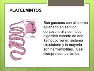PLATELMINTOSSon gusanos con el cuerpo aplanado en sentido dorsoventral y con tubo digestivo carente de ano. Tampoco tienen sistema circulatorio y la mayoria son hermafroditas.  Casi siempre son parásitos.