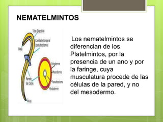 NEMATELMINTOS Los nematelmintos se diferencian de los Platelmintos, por la presencia de un ano y por la faringe, cuya musculatura procede de las células de la pared, y no del mesodermo.