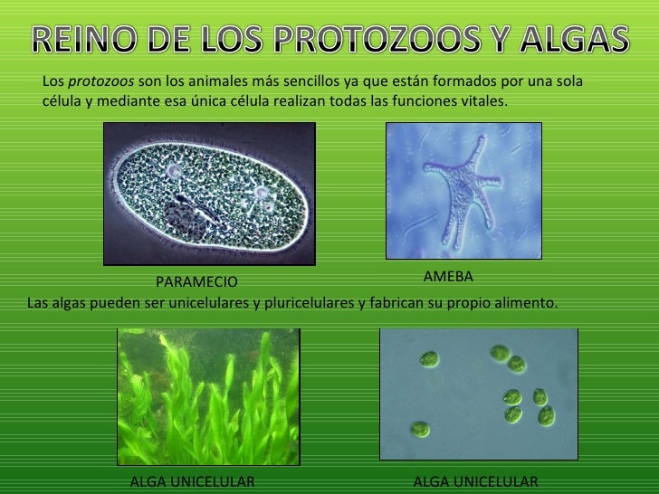 Los seres vivos tema 1