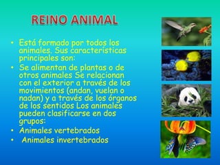 • Está formado por todos los
  animales. Sus características
  principales son:
• Se alimentan de plantas o de
  otros animales Se relacionan
  con el exterior a través de los
  movimientos (andan, vuelan o
  nadan) y a través de los órganos
  de los sentidos Los animales
  pueden clasificarse en dos
  grupos:
• Animales vertebrados
• Animales invertebrados
 